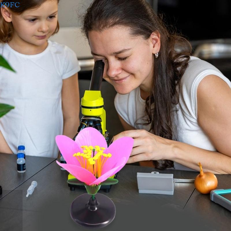 K9FC Realistic Plant Teaching  - Science Exhibition Models recensione e prezzo