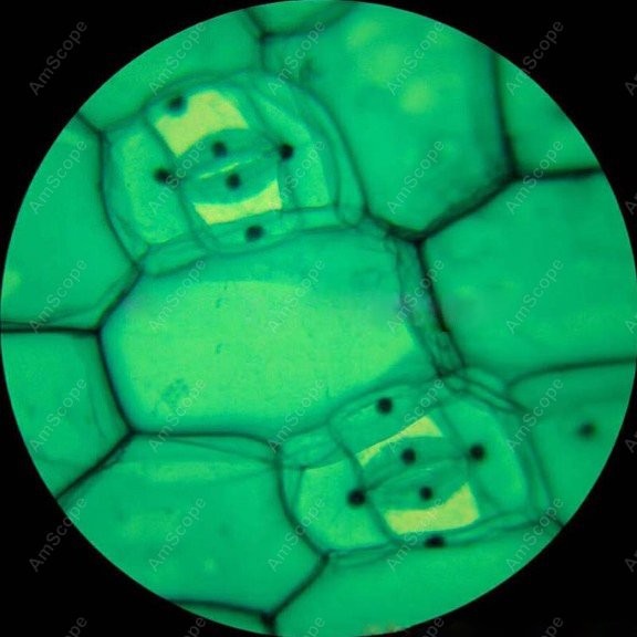 AmScope M148 Series Biological - Microscope Compound 40X recensione e prezzo