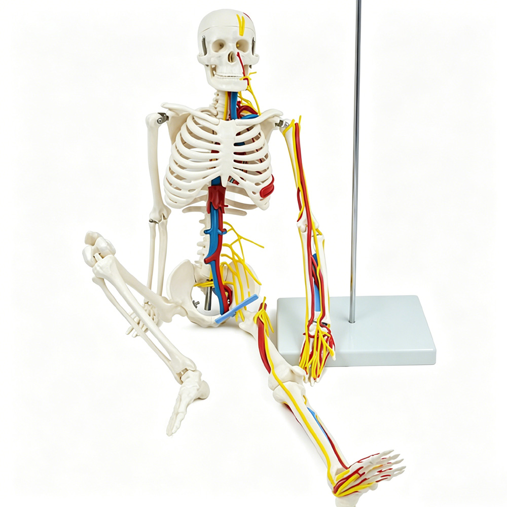 85cm Educational Human Skeleto - Science Exhibition Models recensione e prezzo