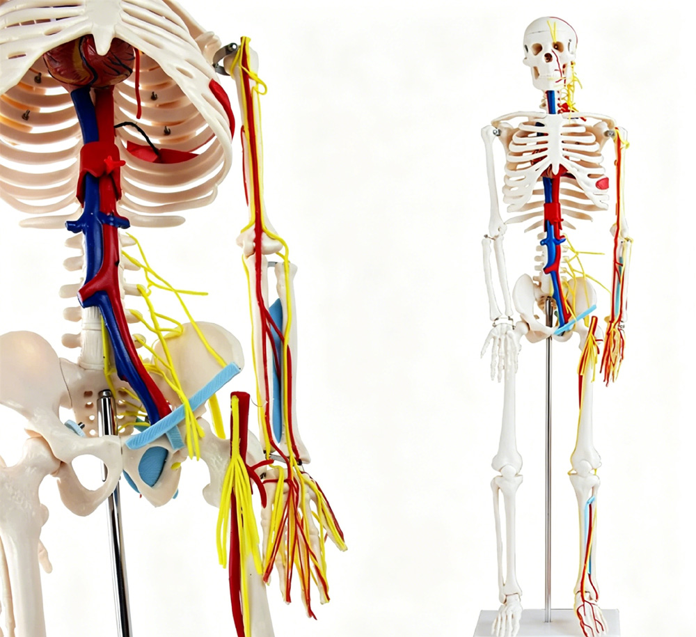 85cm Educational Human Skeleto - Science Exhibition Models recensione e prezzo