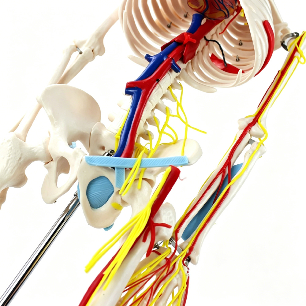 85cm Educational Human Skeleto - Science Exhibition Models recensione e prezzo