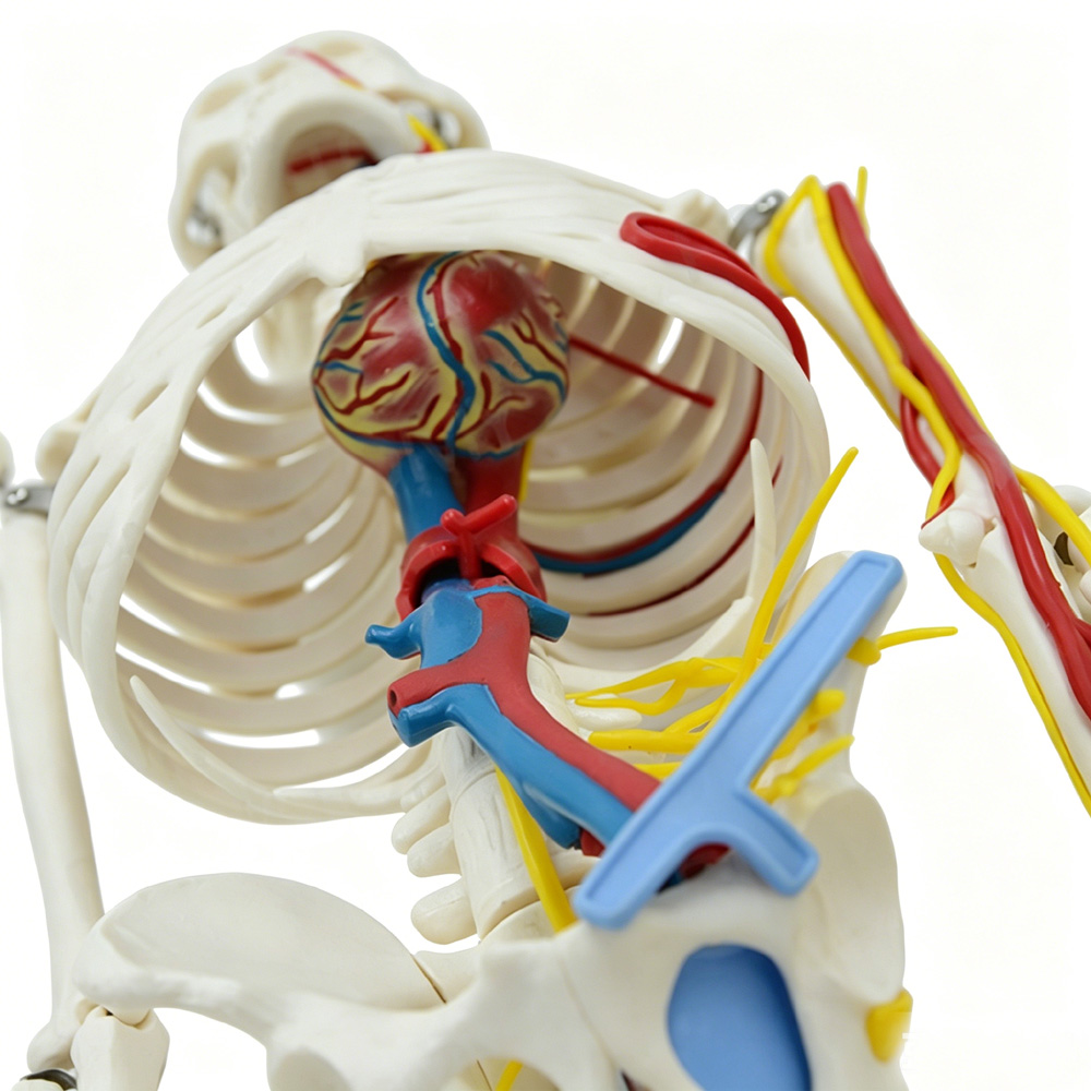 85cm Educational Human Skeleto - Science Exhibition Models recensione e prezzo